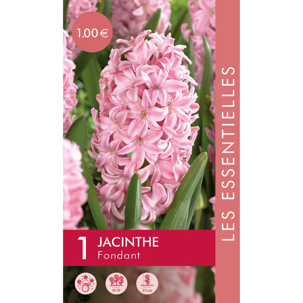 Bulbes de fleurs 5000448754812 