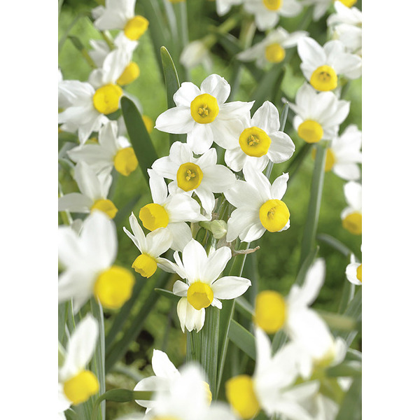 Bulbes à fleurs 5000448754829 