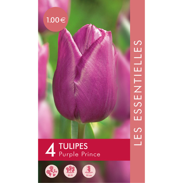 Bulbes à fleurs 5000448754836 