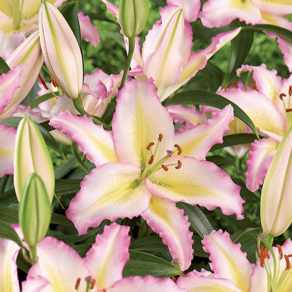 Bulbes à fleurs 5000448755208 (5000448755208)