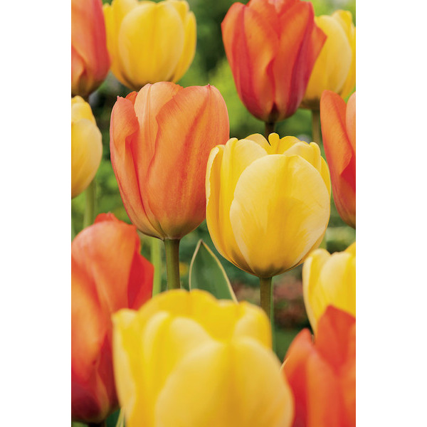 NOVA FLORE Bulbes à fleurs  5000448757752 (5000448757752)