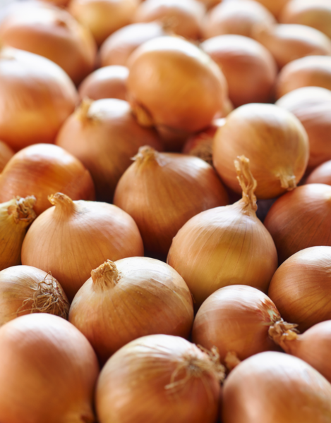 Bulbes potagers 5000448795570 