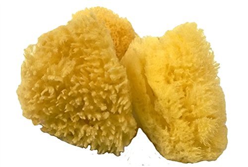 Eponge de mer naturelle-Lot de 3 (7 cm Taille m...