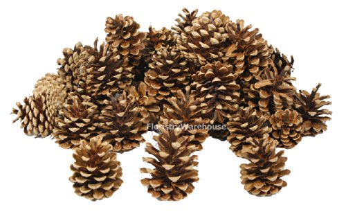 Pommes De Pin Séchées 5 - 8cm 1kg Naturel x 55