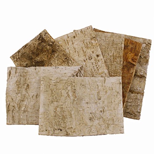 FloristryWarehouse bande de bouleau écorce feuilles (Lot de 7) 24 x 24 x 17 cm (24,1 x 16,5 cm). 5053882022665 Floristrywarehouse FloristryWarehouse bande de bouleau écorce feuilles (Lot de 7) 24 x 24 x 17 cm (24,1 x 16,5 cm). 5053882022665 Floristrywarehouse