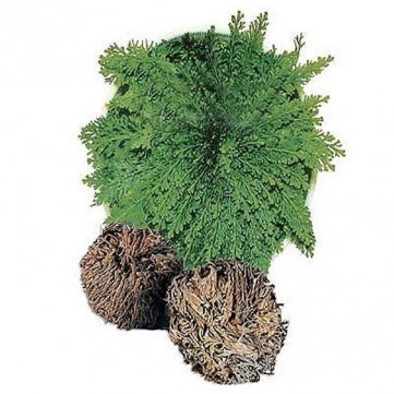 Tanzimarket De haute qualité de la résurrection à hydrophile Jéricho Rose Plante code EAN 5054454858026 