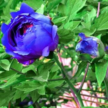 20 graines bleu pivoine paeonia fleurs en pot a...