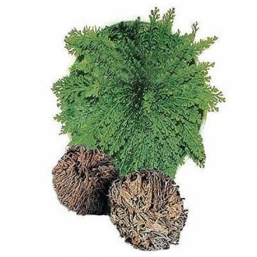 De Pakhuis de la résurrection à hydrophile Jéri...