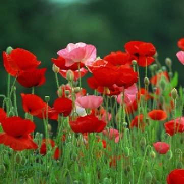 100 rouge coquelicot papaver rhoeas graines de ...