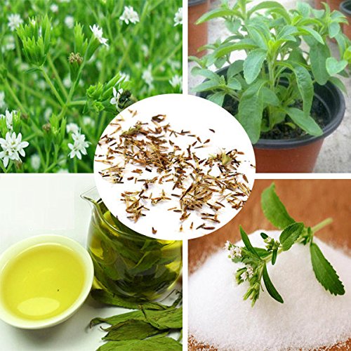 Bargain World 50pcs stevia rebaudiana graines d...