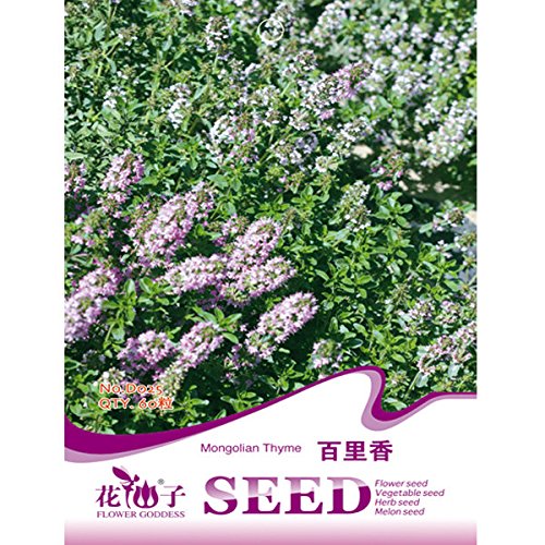 Bargain World 60pcs jardin pelouse rampante gra...