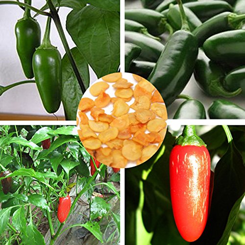 Bargain World 30pcs organiques graines jalapeno...