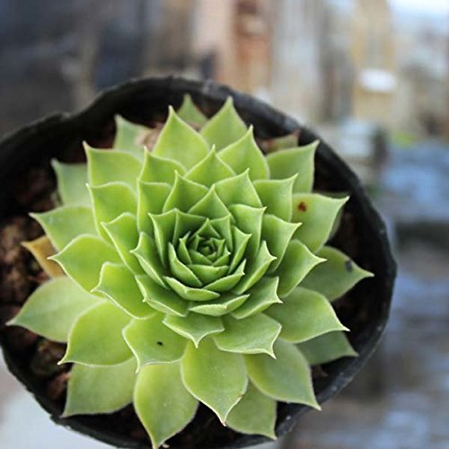 Bargain World Online Bargain World 40pcs joubarbe des toits des graines des plantes succulentes empotage code EAN 5057654003685 