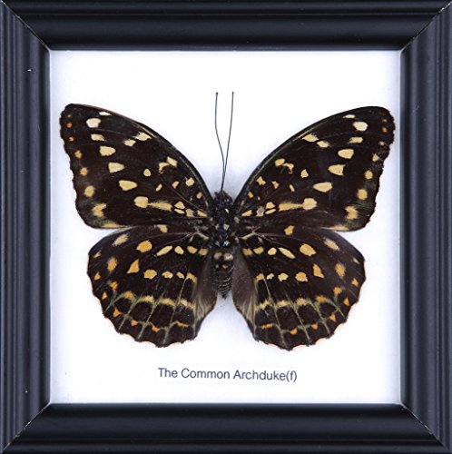 Natural History Curiosities La Commune Charles encadrée Motif papillon papillon Cadre mural Taxidermy 12 x 12 cm code EAN 5307505816200 