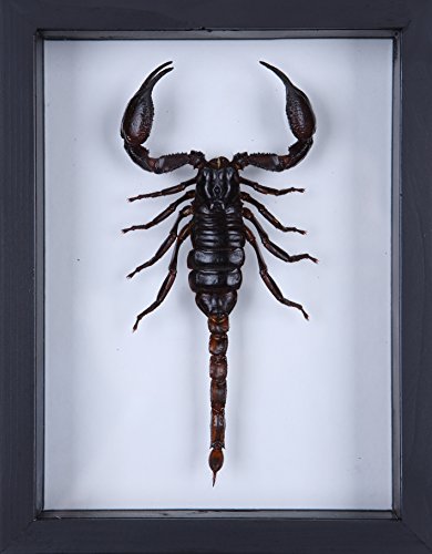 Natural History Curiosities véritable scorpion Taxidermy, monté dans un double cadre en verre scorpions. Géant de Thaïlande. Cadeaux pour lui code EAN 5307505816453 