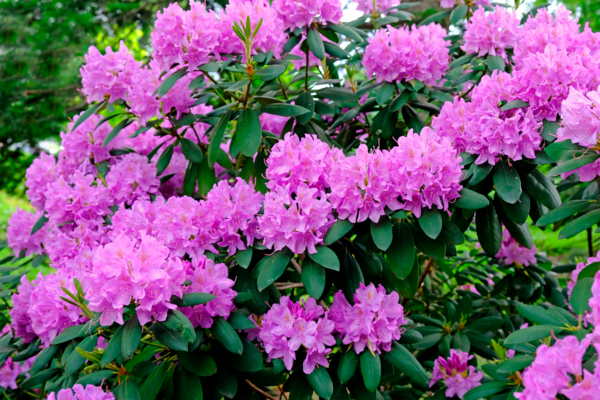  Rhododendron code EAN 5400204627853 