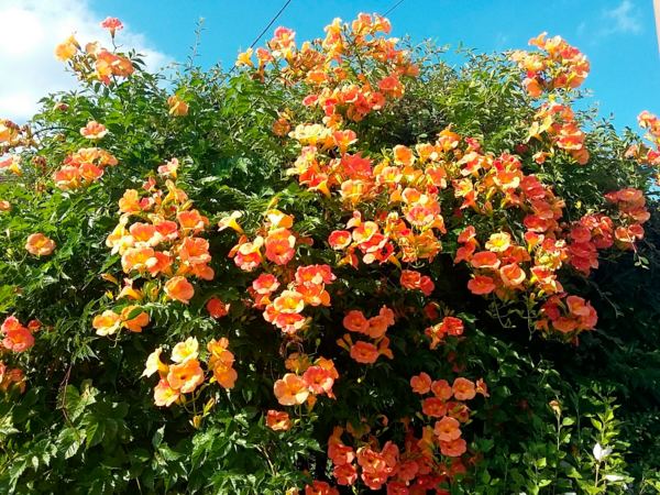  Plantes Grimpantes code EAN 5400204813690 