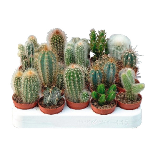 Cactus Et Succulentes 5400204985854 