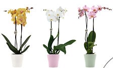 Phalaenopsis 2 branches mix - Céramique