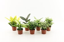 Plantes vertes mix de 4 sortes