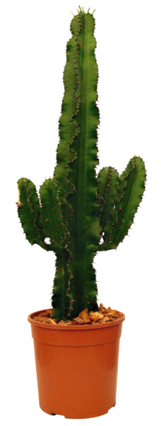  Euphorbe code EAN 5401152088970 