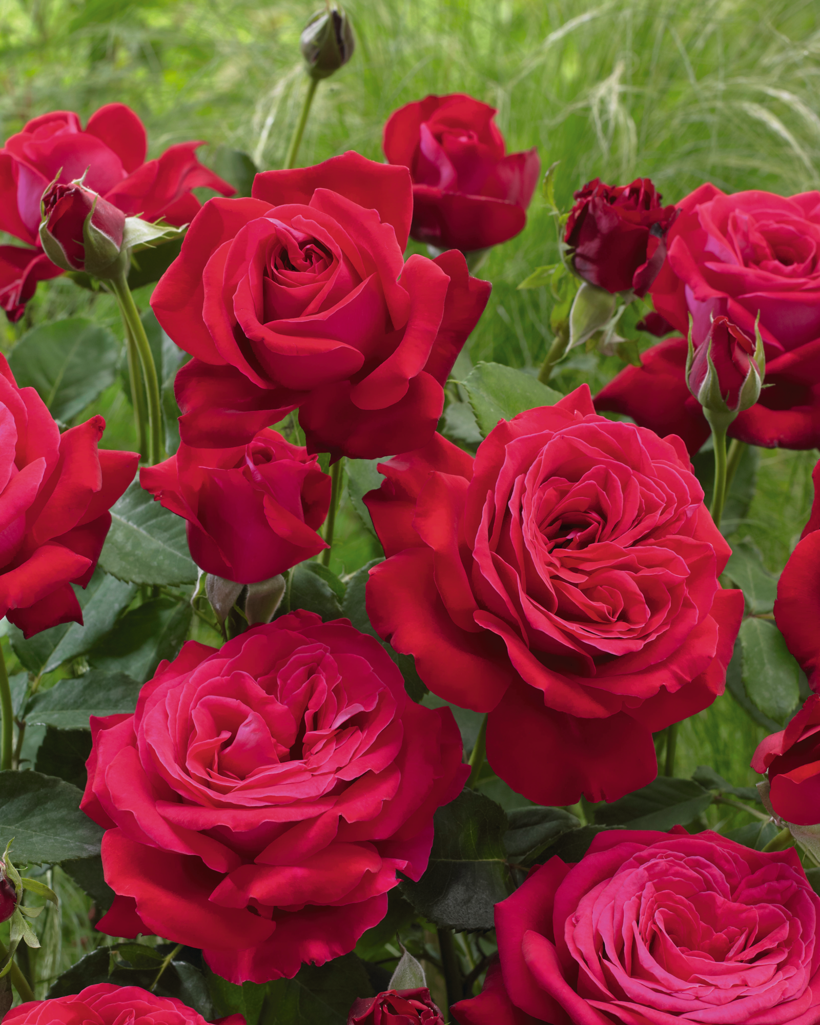  ROSIER BUISSON code EAN 5410430510058 