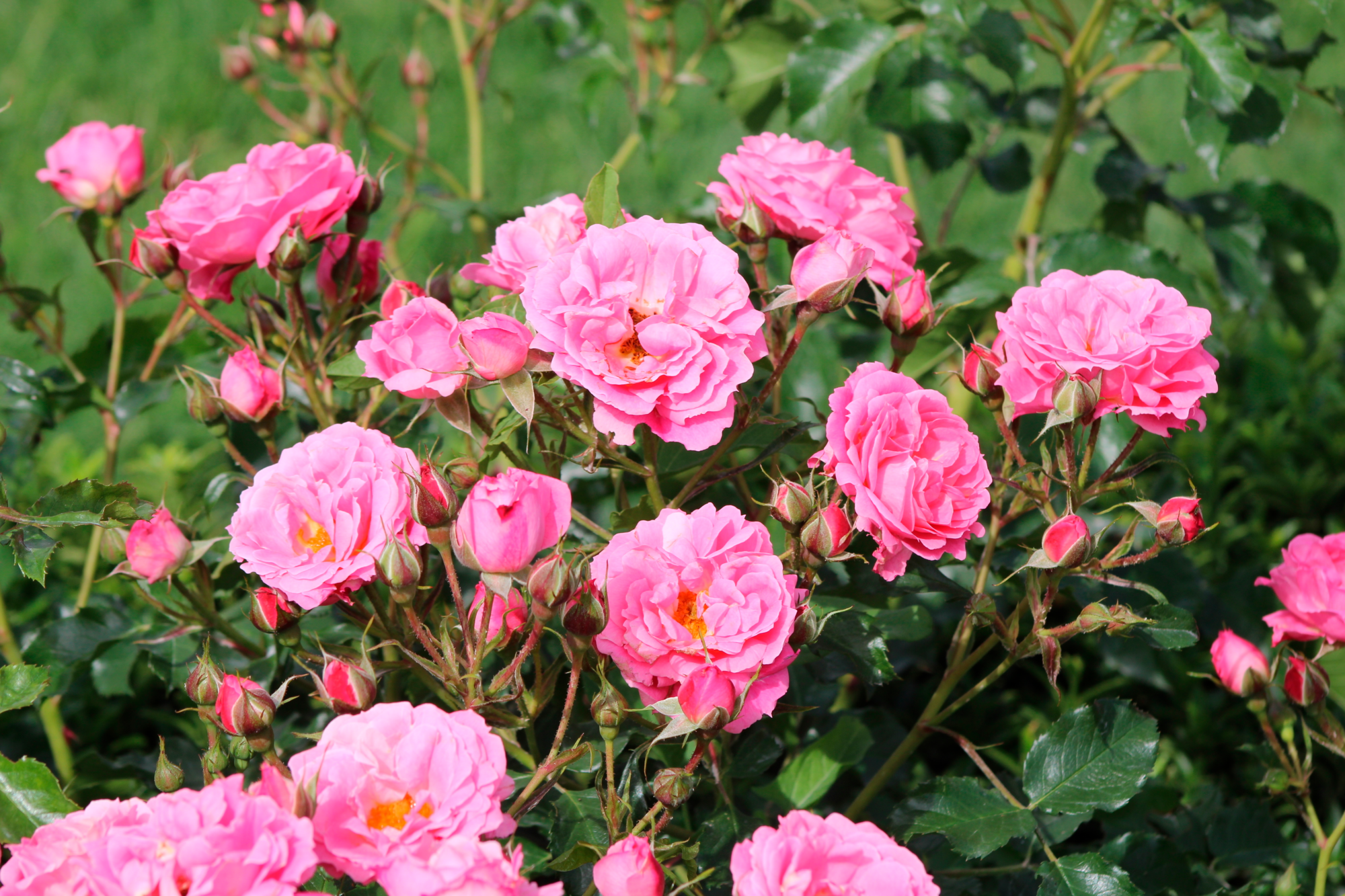  ROSIER BUISSON code EAN 5410430710137 