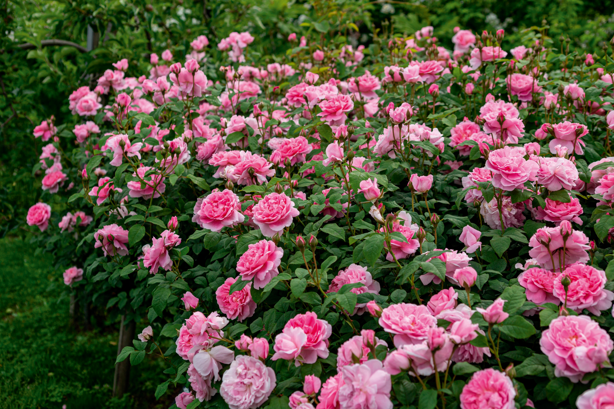  ROSIER BUISSON code EAN 5410430810899 