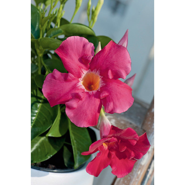 Dipladénia 5412345012221 