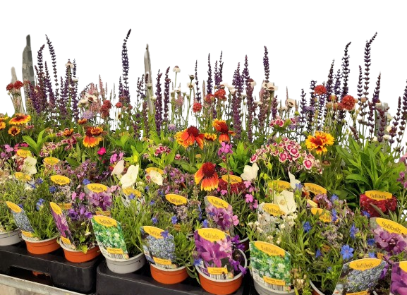  PLANTE VIVACES code EAN 5412345021827 