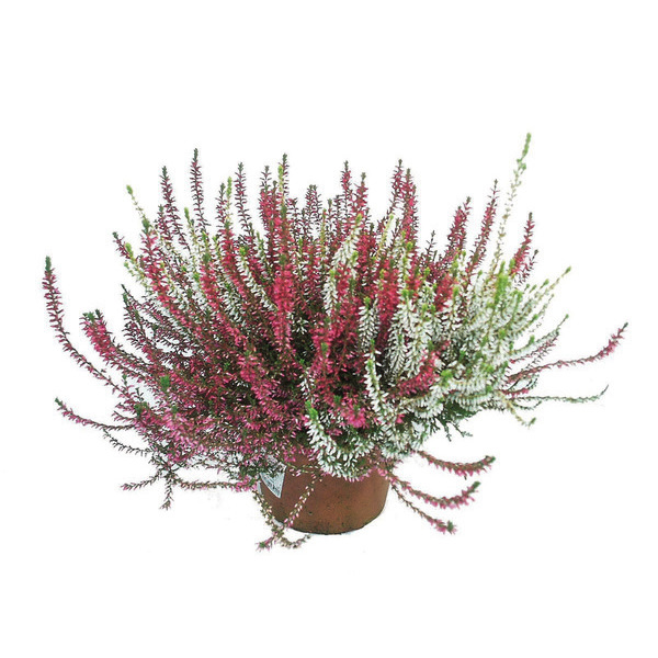  Bruyère code EAN 5412345032496 