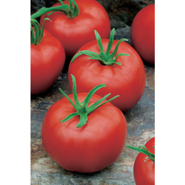  Tomate greffée code EAN 5412345085546 