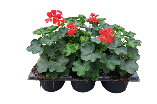 BARQUETTE DE 6 GÉRANIUMS 5412345111702 