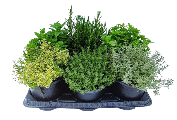  PLANTE AROMATIQUE code EAN 5412345164449 