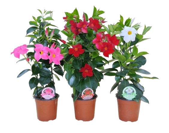  DIPLADÉNIA PYRAMIDE code EAN 5412345600282 