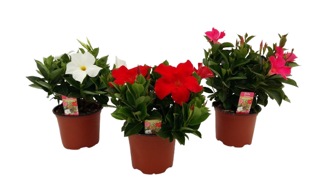  DIPLADENIA code EAN 5412345689188 