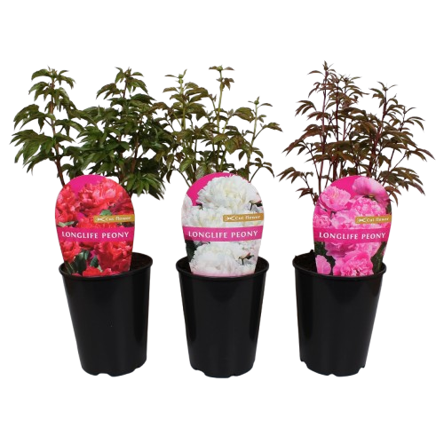  PIVOINE code EAN 5412345715207 