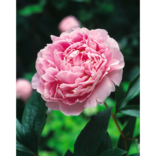  Pivoine code EAN 5412476142439 