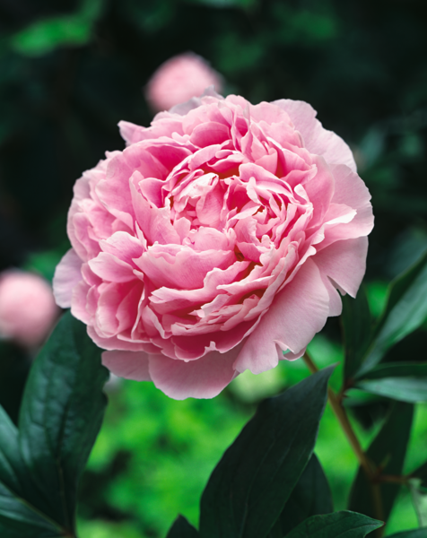  Pivoine code EAN 5412476150113 