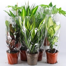 Plantes vertes mix