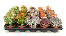 Succulentes mix