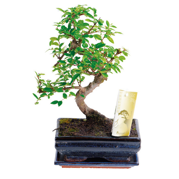 BONSAI EXTÉRIEUR 5414707027201 (5414707027201)