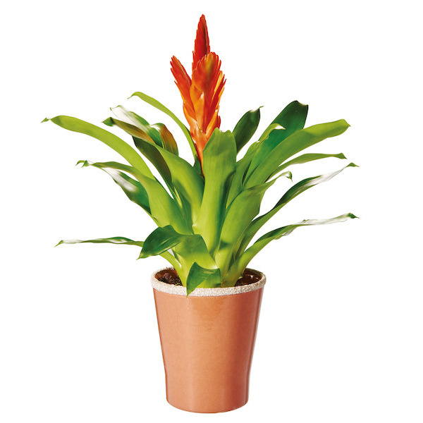  BROMÉLIA DE LUXE code EAN 5414707027508 