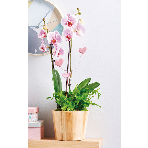 COMPOSITION ORCHIDÉE AVEC PLANTE VERTE 5414707055990 (5414707055990)