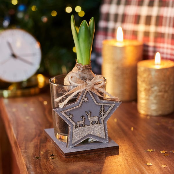 1 Jacinthe (1) 5414707068068 