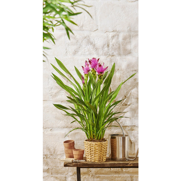 Curcuma (2) 5414707073727 