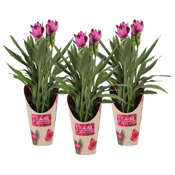 Curcuma (1) 5414707080213 