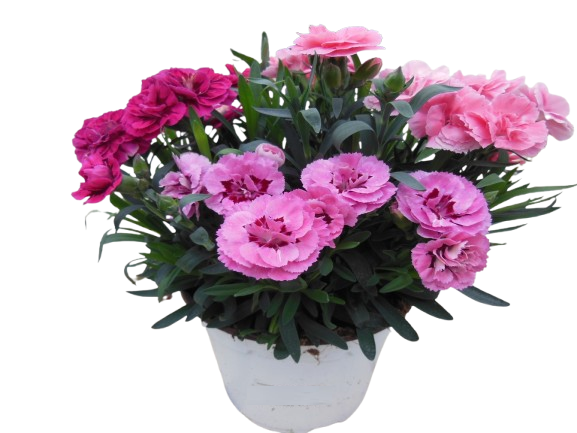  DIANTHUS CARNAVAL code EAN 5425020570909 