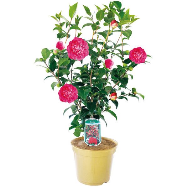 no-name CAMÉLIA code EAN 5489562678431 