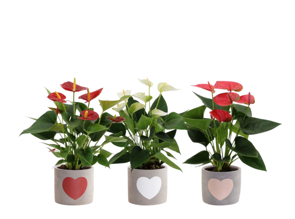  Anthurium code EAN 5489567543321 